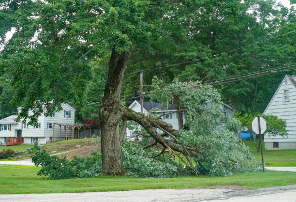 Trusted Siesta Shores, TX Tree Removal Experts