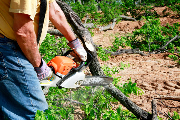 Tree Removal